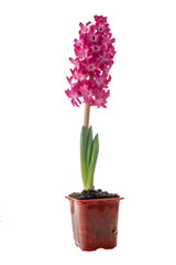 red flowering hyacinth in a pot isolated on a white background