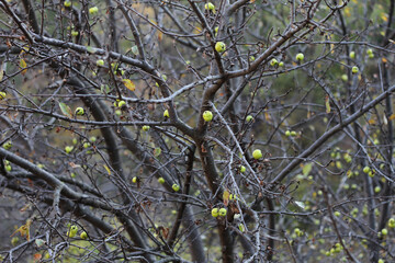 branches of a tree