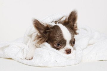 Portraite of cute puppy chihuahua. Little smiling doglying on plaid on white background. Free space for text.