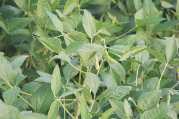 cultivo de soja verde con granos