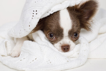 Portraite of cute puppy chihuahua. Little smiling doglying on plaid on white background. Free space for text.