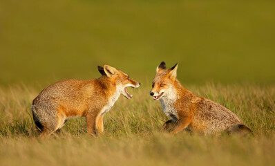 Close up of two playful Red fox cubs