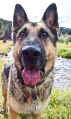 My best friend is my dog!
