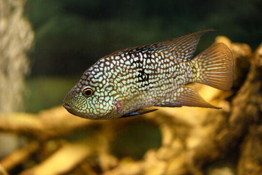 Diamond Cichlasoma fish in the aquarium (Herichthys cyanoguttatus)