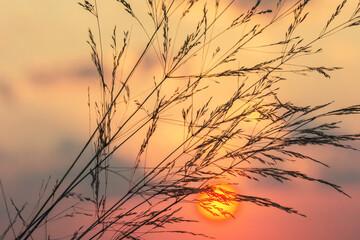 Dawn in the field. In the foreground, stalks of grass against the background of the sun and the colorful sky.