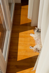 Fototapeta na wymiar Beautiful dog (Bolonka Zwetna) lying on the parquet floor while enjoying in sunlight