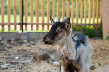 Naklejka na ściany i meble Young white and black goat in the enclosure.