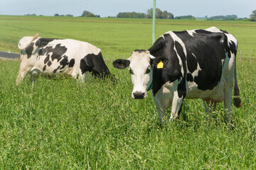 vacas lecheras holando comiendo pastura en chacra productora de leche