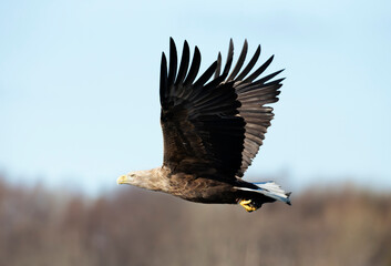 Close up of a White-tailed sea Eagle in flight