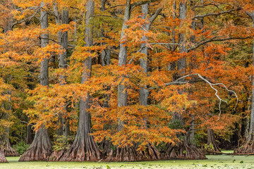 Autumn view of Bald Cypress trees, Reelfoot Lake State Park, Tennessee.