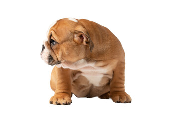 English bulldog puppy isolated on a white background