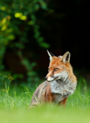 Close up of a Red fox sitting in grass
