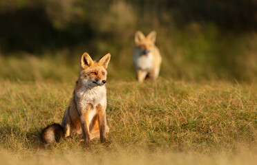 Red fox sitting in grass in the golden light