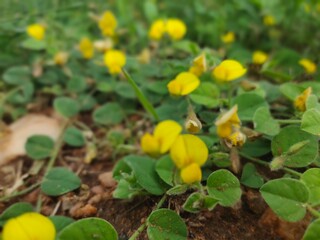 yellow flower in the garden