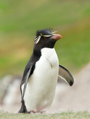 Naklejka premium Close up of a Southern rockhopper penguin