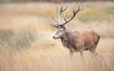 Red deer stag standing in a grass field in autumn