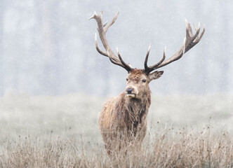 Red deer stag in first snow in winter