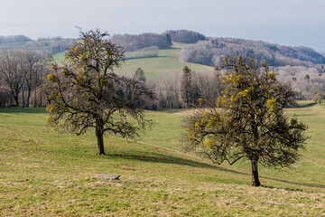Deux arbres recouverts de gui dans un pré