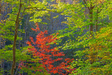 USA, Tennessee. Autumn foliage in Cherokee National Forest.