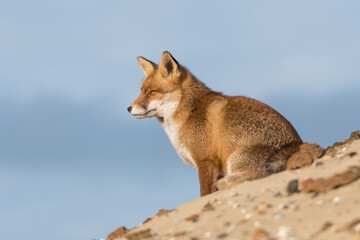 Red fox is relaxing on a sand hill, photographed in the dunes of the Netherlands.