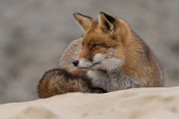 Red fox is relaxing on a sand hill, photographed in the dunes of the Netherlands.
