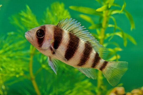 Cyphotilapia frontosa