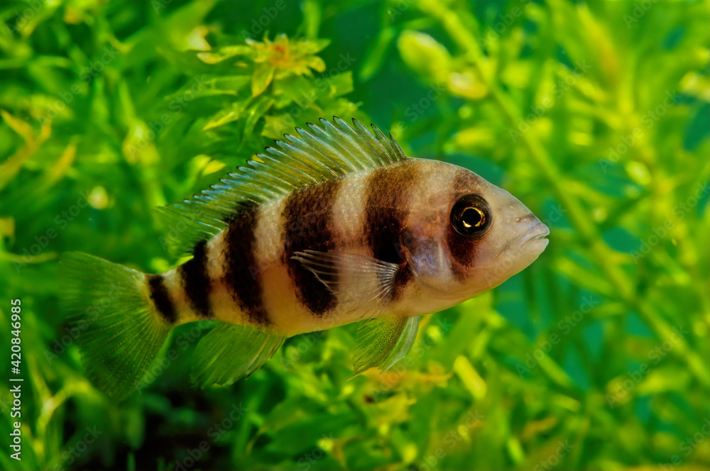 Wall mural cyphotilapia frontosa