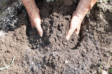 man fertilizes the soil with his hands
