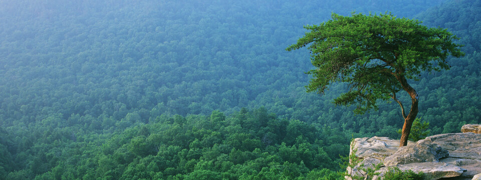 Lone Virginia Pine Tree On Millikan's Overlook, Fall Creek Falls State Park, Tennessee.