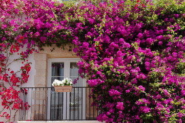 Bougainville on wall