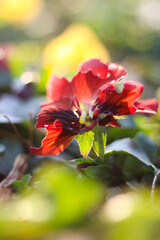 red flowers on the seaside boulevard.