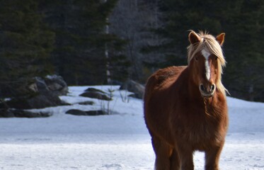 A brown horse in a field in spring, Québec