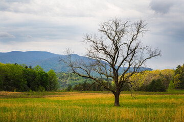 Fototapeta na wymiar USA, Tennessee. Lone tree in field at Cades Cove.