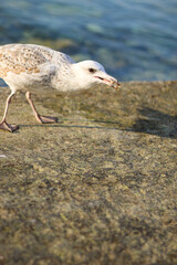 seagull in search of food by the spring sea