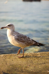 seagull on the pier by the spring sea