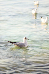 Fototapeta premium seagull in search of food by the spring sea