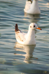 seagull in search of food by the spring sea