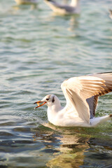 seagull in search of food by the spring sea