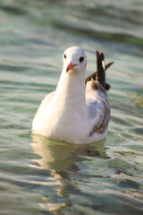 seagull in search of food by the spring sea