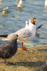black-faced seagull on the pier by the evening sea.