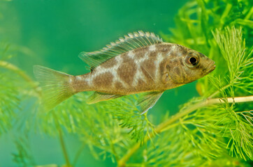 Nimbochromis venustus