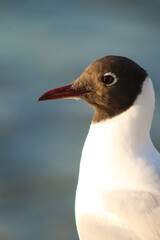 black-faced seagull on the pier by the evening sea.