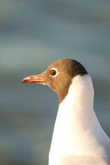 black-faced seagull on the pier by the evening sea.