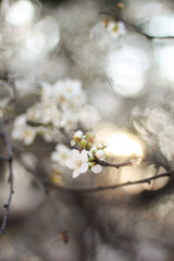 white flowers on the seaside boulevard.