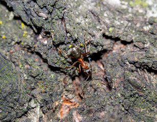 An ant on a macro scale on a rock