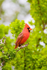 USA, Texas, Mission, Dos Venadas Ranch. Male northern cardinal perched in tree.