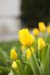 Naklejka premium yellow tulips on the seaside boulevard.