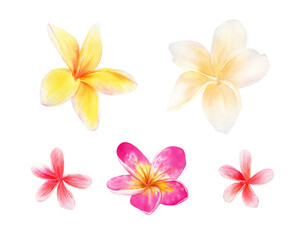 Plumeria flowers set. Watercolor botanical illustration with pink, white and yellow tropical flowers