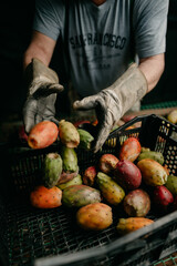 A farmer packaging a box with prickly pears