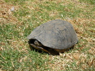 tortuga 